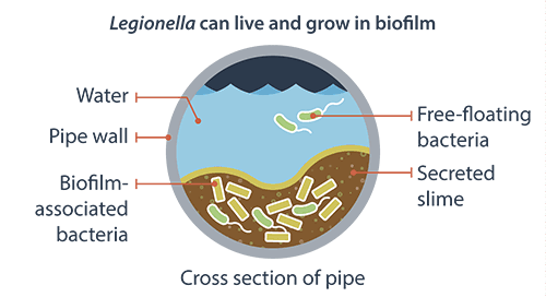 Legionella Biofilm