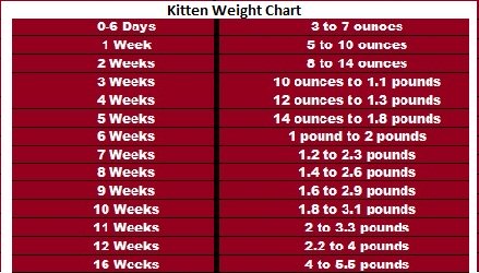 Kitten Weight Chart