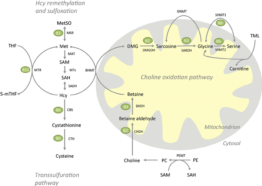 metabolites-of-the-homocysteine-remethylation-and-sulfoxation-transsulfuration.png